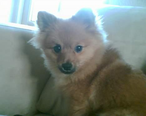 Pomeranian Ariel - hvor ser man dog pudssig ud som teenager. grin grin billede 19