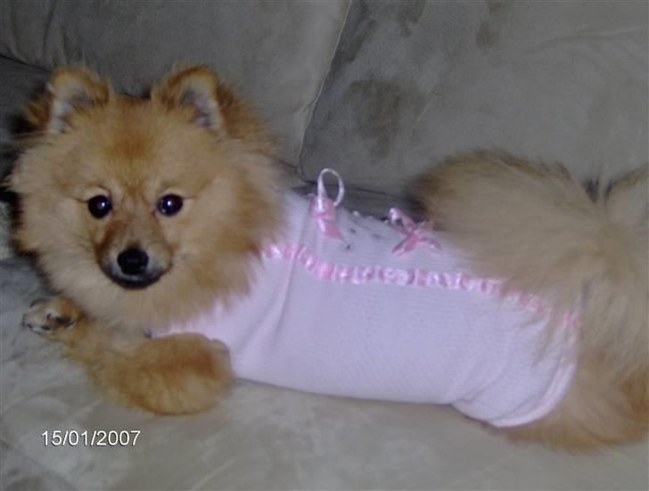 Pomeranian Ariel - halløj tjæk lige min lækre dragt ud..... smiler jeg er en diva billede 20
