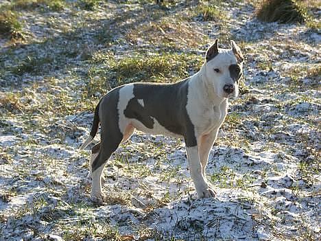 Amerikansk staffordshire terrier Icewood EZ Blue Baby Girl - Rest in Peace <3 billede 5