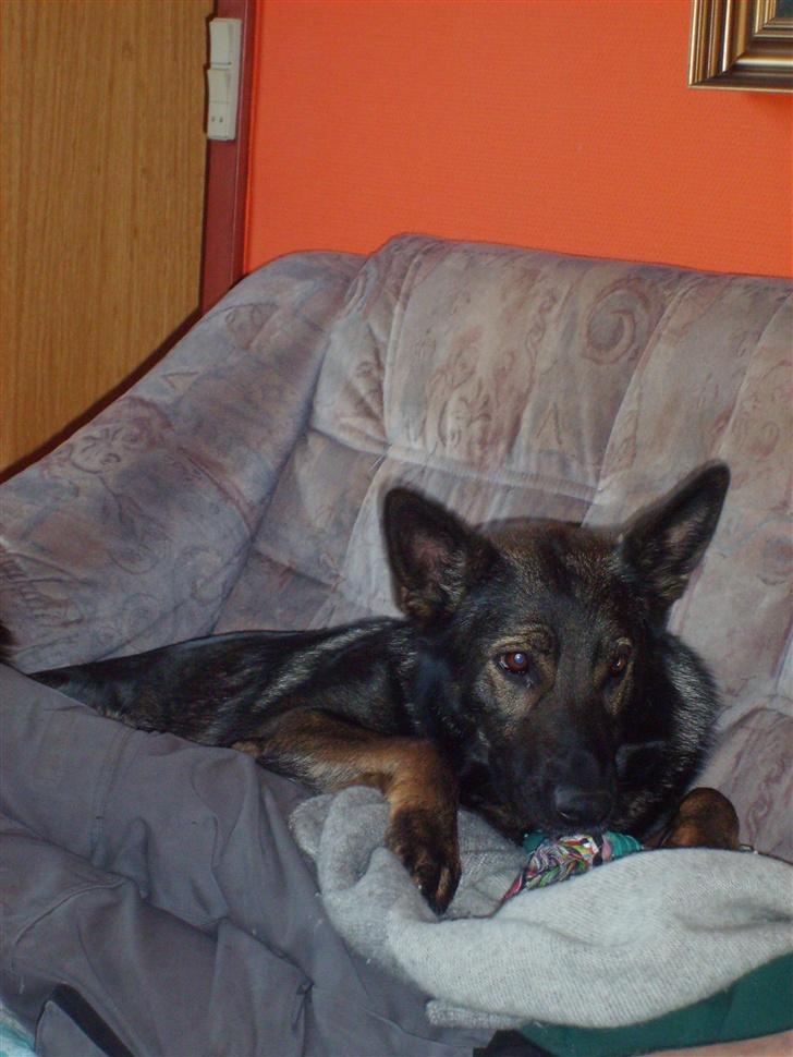 Schæferhund Tika - Hun ligger i sofaen  billede 11