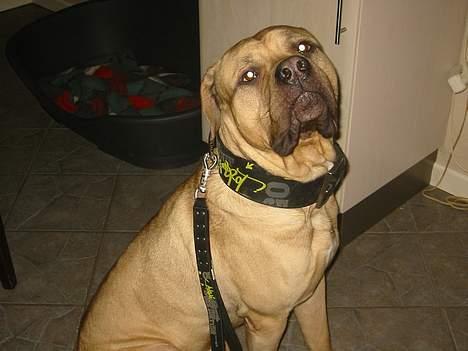 Mastiff Holger (Find holger ) - Når vi skal pænt i byen skal man jo have et halsbånd på der passer : ) billede 7