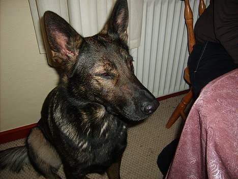 Schæferhund Tika - her sover hun lidt . billede 12