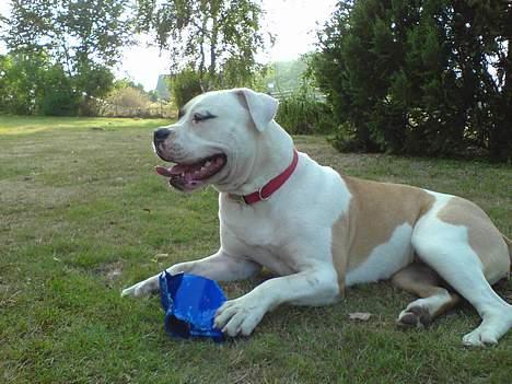 Amerikansk bulldog Gudrun billede 1