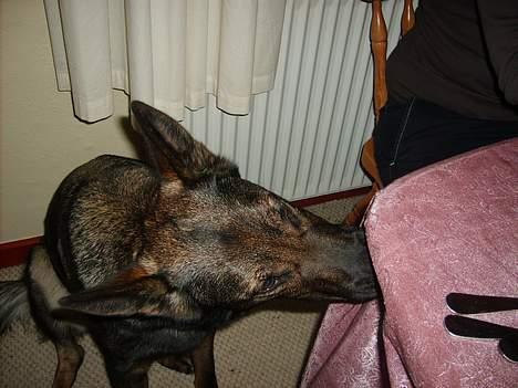 Schæferhund Tika - Hun kan lugte noget billede 13