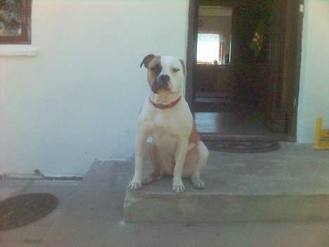 Amerikansk bulldog Gudrun - Her bor jeg. Kom bare ind. billede 2