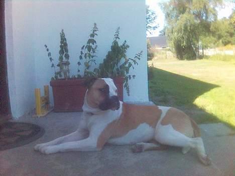 Amerikansk bulldog Gudrun - Se jeg er slet ikke farlig. billede 3