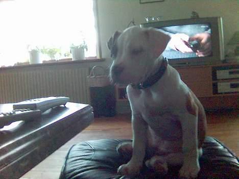 Amerikansk bulldog Gudrun - Mors skammel er dejlig billede 4