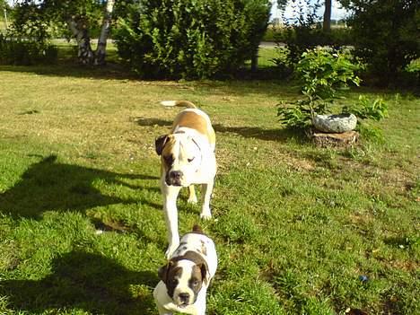 Amerikansk bulldog Gudrun - Jeg skal nok passe på hende billede 5