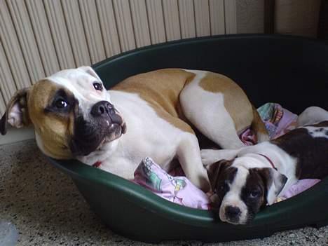 Amerikansk bulldog Gudrun - Jeg er meget glad for min nye ven. billede 6