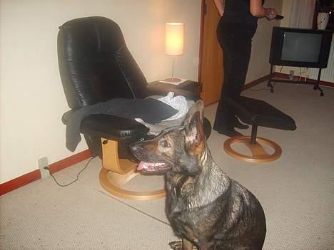 Schæferhund Tika - Far har valgt stillingen på tika ;) billede 14