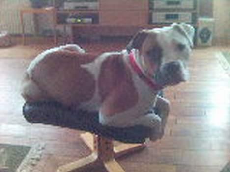 Amerikansk bulldog Gudrun - Den er altså snart for lille. billede 7