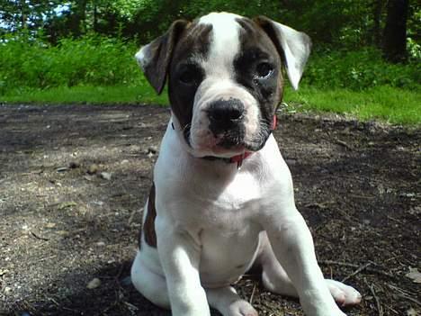 Amerikansk bulldog Mille billede 1