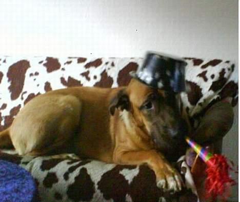 Mastiff Amaroq - Halløjsa alle hunde... En lille nytårs hilsen fra mig og min familie... Vuf Vuf Vov Vov herfra... billede 6