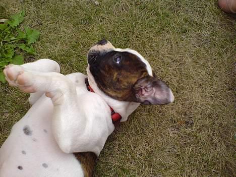 Amerikansk bulldog Mille billede 2