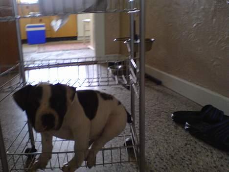 Amerikansk bulldog Mille billede 3