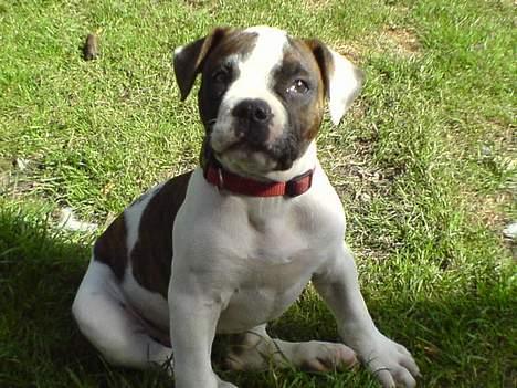 Amerikansk bulldog Mille billede 4