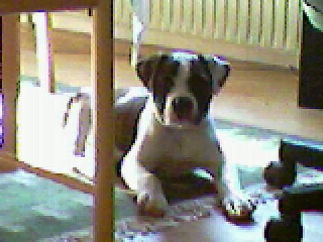 Amerikansk bulldog Mille billede 5