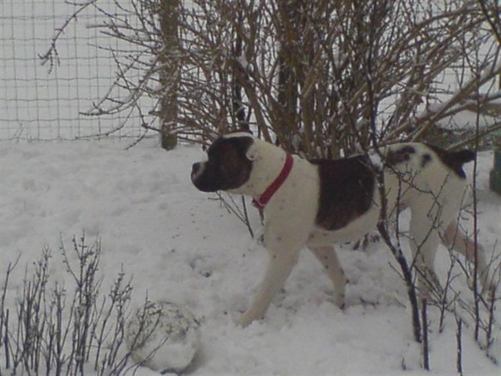 Amerikansk bulldog Mille billede 6