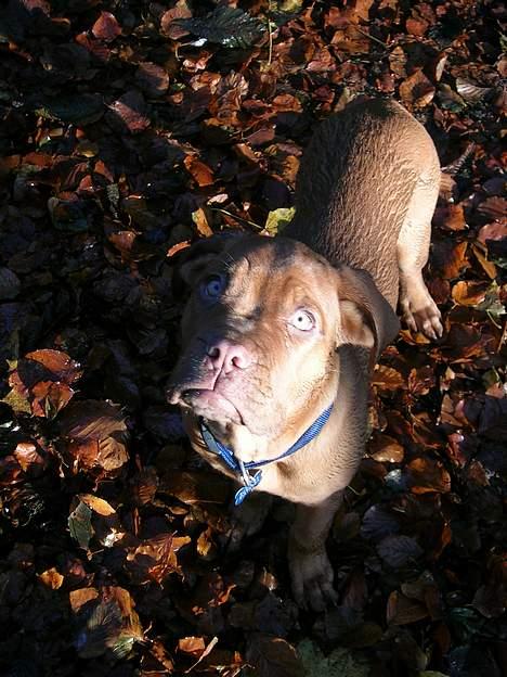 Dogue de bordeaux Balder *DØD* billede 8