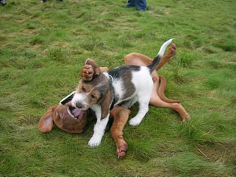 Dogue de bordeaux Balder *DØD* billede 9