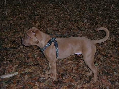 Dogue de bordeaux Balder *DØD* billede 10
