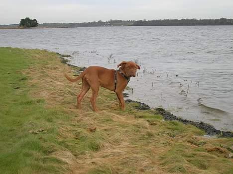 Dogue de bordeaux Balder *DØD* billede 11