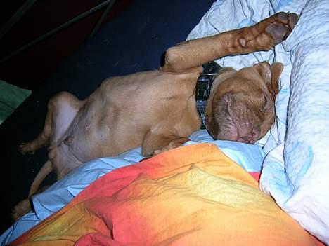 Dogue de bordeaux Balder *DØD* billede 12