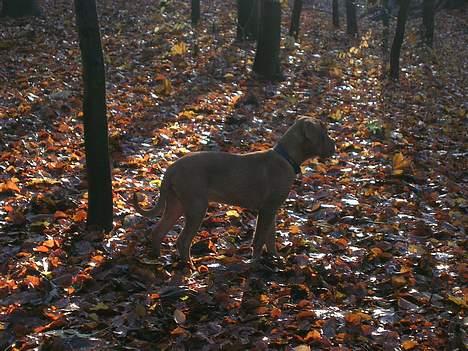 Dogue de bordeaux Balder *DØD* billede 13