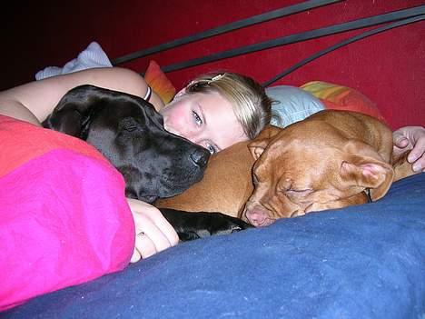 Dogue de bordeaux Balder *DØD* billede 14