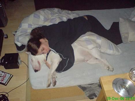 Bullterrier Bill - middagslur med mor :) billede 7