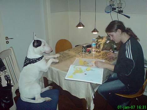 Bullterrier Bill - samler puslespil med mor... en eller anden møgunge, har pillet hendes pusle-globus fra hinanden.. :( billede 8