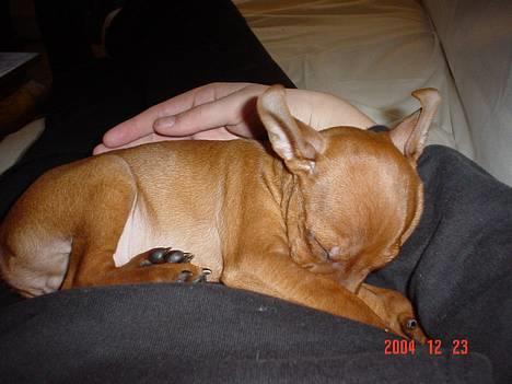 Dvaergpinscher Chico billede 18