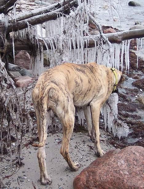 Grand danois Kørup´s Anastacia  billede 12