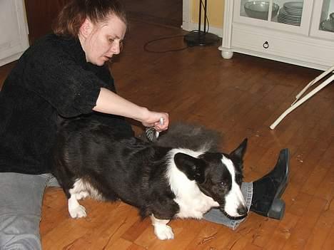 Welsh corgi cardigan Thea - Så er det tid til en gang trimning i pelsen billede 9