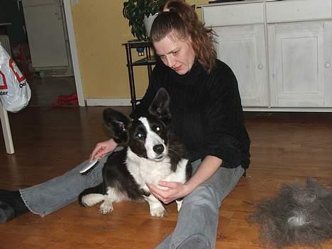 Welsh corgi cardigan Thea - Seee hvor fin jeg er blevet - synes Thea at tænke. (vi synes ihvertfald hun er blevet rigtig smuk) billede 11