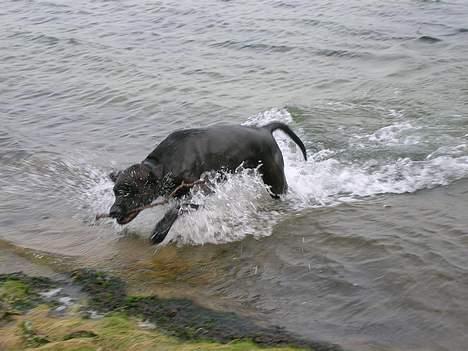 Blanding af racer Santos billede 13