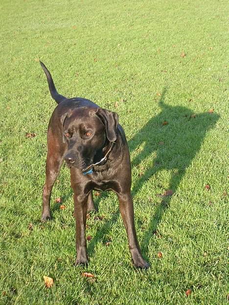 Blanding af racer Santos billede 14