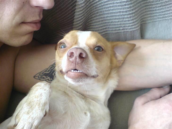 Blanding af racer *~Hercules~* - er jeg ikke bare sød billede 1