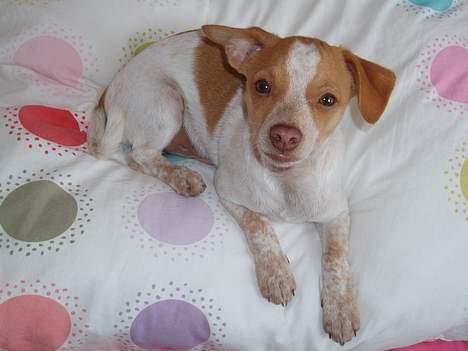 Blanding af racer *~Hercules~* - se hvor fin jeg er! billede 2