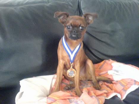 Griffon petit brabancon tyson billede 11