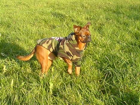 Griffon petit brabancon tyson billede 12