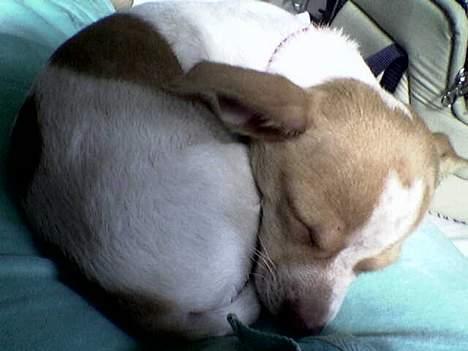 Blanding af racer *~Hercules~* - mmm hvor der blir puttet.. billede 3