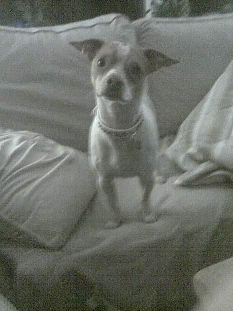 Blanding af racer *~Hercules~* - its me.. the big Hercules billede 4