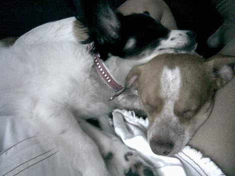 Blanding af racer *~Hercules~* - putter.. billede 5