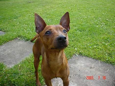 Dvaergpinscher Chico billede 19