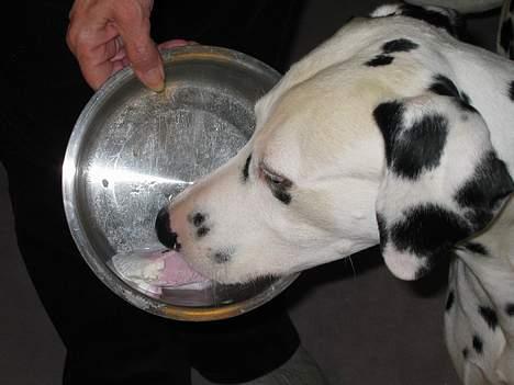 Dalmatiner Aladdin - Mmmm... Dessert billede 15