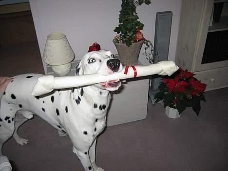 Dalmatiner Aladdin - Se min fine julegave... billede 16