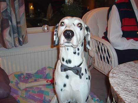 Dalmatiner Aladdin - Lidt pæn kan man vel godt være til jul... billede 17