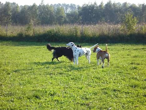 Dalmatiner Aladdin - Det er dejligt at være på marken og lege... billede 18