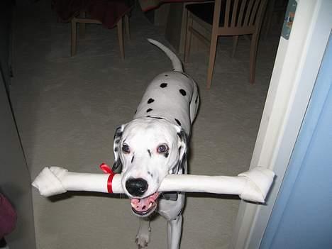 Dalmatiner Aladdin - Jeg synes lige i skal se min julegave igen... billede 19